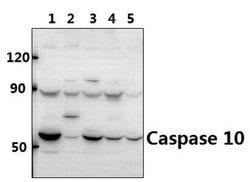 Invitrogen Caspase 10 Polyclonal Antibody 100 &mu;L | Buy Online | Invitrogen&trade; | Fisher Scientific