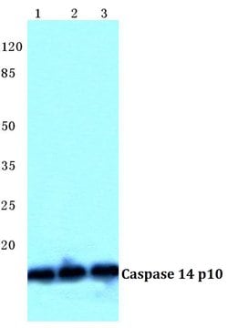 Invitrogen Caspase 14 Polyclonal Antibody 100 &mu;L; Unconjugated:Antibodies,