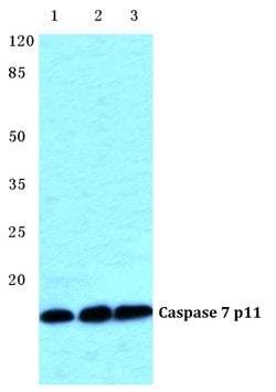 Invitrogen Caspase 7 p11 Polyclonal Antibody 100 &mu;L | Buy Online | Invitrogen&trade; | Fisher Scientific