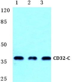 Invitrogen CD32c (FCGR2C) Polyclonal Antibody 100 &mu;L; Unconjugated:Antibodies,