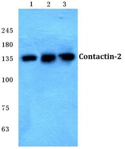 Invitrogen Contactin 2 Polyclonal Antibody 100 &mu;L; Unconjugated:Antibodies,