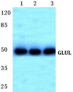 Invitrogen™ Glutamine Synthetase Polyclonal Antibody