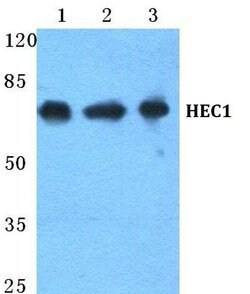Invitrogen HEC1 Polyclonal Antibody 100 &mu;L; Unconjugated:Antibodies,