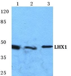 Invitrogen LIM1 Polyclonal Antibody 100 &mu;L; Unconjugated:Antibodies,