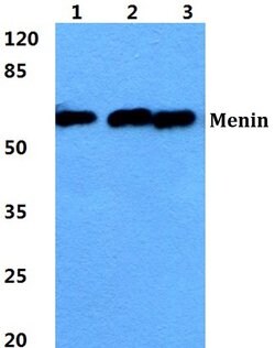 Invitrogen Menin Polyclonal Antibody 100 &mu;L; Unconjugated:Antibodies,