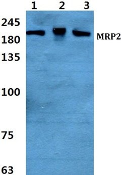 Invitrogen MRP2 Polyclonal Antibody 100 &mu;L; Unconjugated:Antibodies,