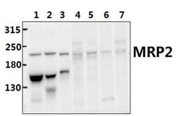 Invitrogen MRP2 Polyclonal Antibody 100 &mu;L; Unconjugated:Antibodies,