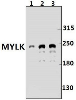Invitrogen MYLK Polyclonal Antibody 100 &mu;L; Unconjugated:Antibodies,