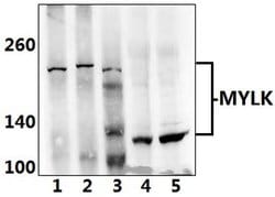 Invitrogen MYLK Polyclonal Antibody 100 &mu;L; Unconjugated:Antibodies,