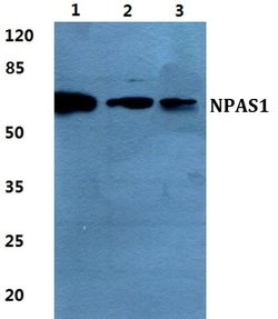 Invitrogen NPAS1 Polyclonal Antibody 100 &mu;L; Unconjugated:Antibodies,