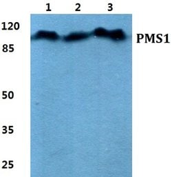 Invitrogen PMS1 Polyclonal Antibody 100 &mu;L; Unconjugated:Antibodies,