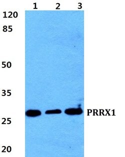 PRRX1 Polyclonal Antibody, Invitrogen 100 &mu;L; Unconjugated:Antibodies,