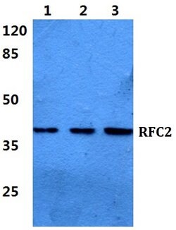 Invitrogen RFC2 Polyclonal Antibody 100 &mu;L; Unconjugated:Antibodies,