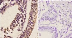 Invitrogen RGS1 Polyclonal Antibody 100 &mu;L; Unconjugated:Antibodies,
