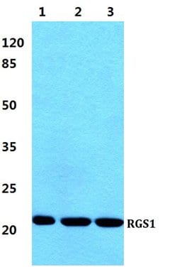 Invitrogen RGS1 Polyclonal Antibody 100 &mu;L; Unconjugated:Antibodies,