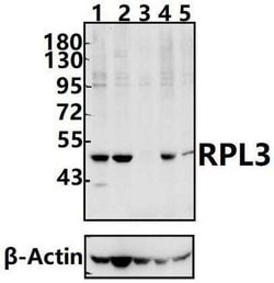 Invitrogen RPL3 Polyclonal Antibody 100 &mu;L; Unconjugated:Antibodies,