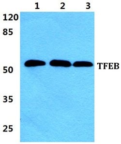Invitrogen TFEB Polyclonal Antibody 100 &mu;L; Unconjugated:Antibodies,