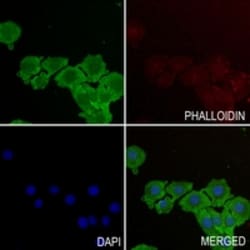 Invitrogen TOMM20 Polyclonal Antibody 100 &mu;L; Unconjugated:Antibodies,