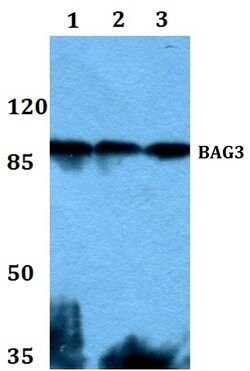 Invitrogen BAG3 Polyclonal Antibody 100 &mu;L; Unconjugated:Antibodies,