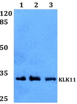 Invitrogen Kallikrein 11 Polyclonal Antibody 100 &mu;L; Unconjugated:Antibodies,