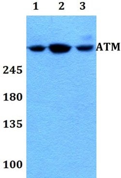 Invitrogen ATM Polyclonal Antibody 100 &mu;L; Unconjugated:Antibodies,