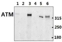 Invitrogen ATM Polyclonal Antibody 100 &mu;L; Unconjugated:Antibodies,