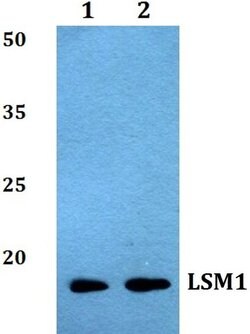 Invitrogen LSM1 Polyclonal Antibody 100 &mu;L; Unconjugated:Antibodies,