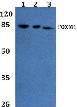 Invitrogen FOXM1 Polyclonal Antibody 100 &mu;L; Unconjugated:Antibodies,