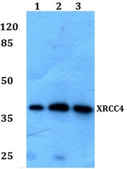 Invitrogen XRCC4 Polyclonal Antibody 100 &mu;L; Unconjugated:Antibodies,
