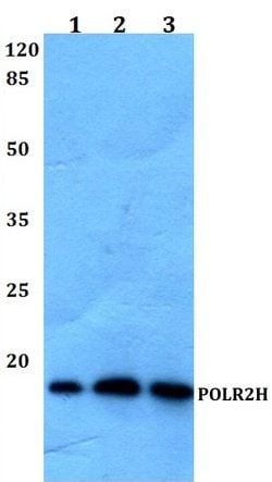 Invitrogen POLR2H Polyclonal Antibody 100 &mu;L; Unconjugated:Antibodies,