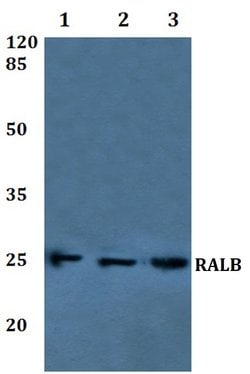 Invitrogen RALB Polyclonal Antibody 100 &mu;L | Buy Online | Invitrogen&trade; | Fisher Scientific