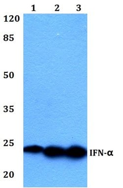 Invitrogen IFN alpha Polyclonal Antibody 100 &mu;L; Unconjugated:Antibodies,