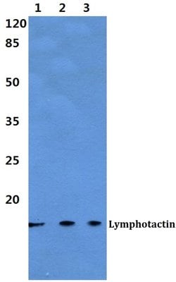 Invitrogen Lymphotactin Polyclonal Antibody 100 &mu;L; Unconjugated:Antibodies,