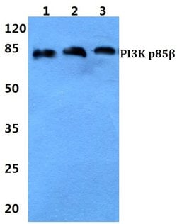 Invitrogen PIK3R2 Polyclonal Antibody 100 &mu;L; Unconjugated:Antibodies,