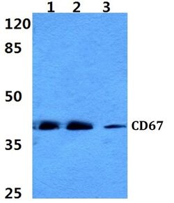 Invitrogen CEACAM8 Polyclonal Antibody 100 &mu;L; Unconjugated:Antibodies,