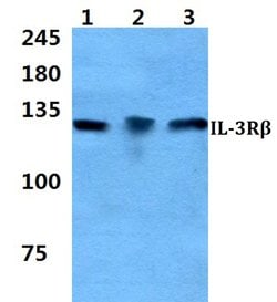 Invitrogen CSF2RB Polyclonal Antibody 100 &mu;L; Unconjugated:Antibodies,
