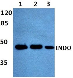 Invitrogen™ IDO Polyclonal Antibody