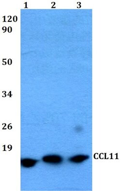 Invitrogen Eotaxin Polyclonal Antibody 100 &mu;L; Unconjugated:Antibodies,