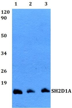 Invitrogen SH2D1A Polyclonal Antibody 100 &mu;L; Unconjugated:Antibodies,