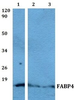 Invitrogen FABP4 Polyclonal Antibody 100 &mu;L; Unconjugated:Antibodies,