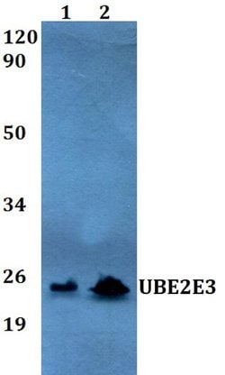 Invitrogen UBE2E3 Polyclonal Antibody 100 &mu;L; Unconjugated:Antibodies,