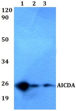 Invitrogen AID Polyclonal Antibody 100 &mu;L | Buy Online | Invitrogen&trade; | Fisher Scientific