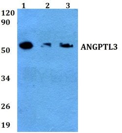 Invitrogen ANGPTL3 Polyclonal Antibody 100 &mu;L; Unconjugated:Antibodies,