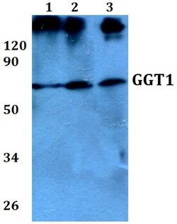 Invitrogen GGT1 Polyclonal Antibody 100 &mu;L; Unconjugated:Antibodies,