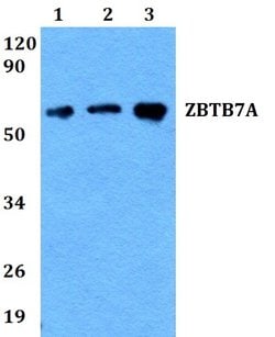 Invitrogen Pokemon Polyclonal Antibody 100 &mu;L; Unconjugated:Antibodies,