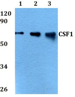 Invitrogen M-CSF Polyclonal Antibody 100 &mu;L; Unconjugated:Antibodies,
