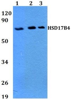 Invitrogen HSD17B4 Polyclonal Antibody 100 &mu;L; Unconjugated:Antibodies,