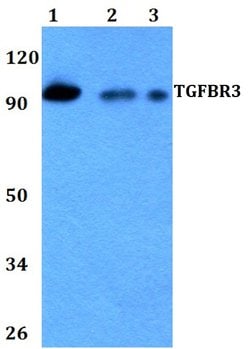 Invitrogen TGFBR3 Polyclonal Antibody 100 &mu;L; Unconjugated:Antibodies,