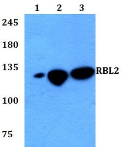 Invitrogen p130 Polyclonal Antibody 100 &mu;L; Unconjugated:Antibodies,