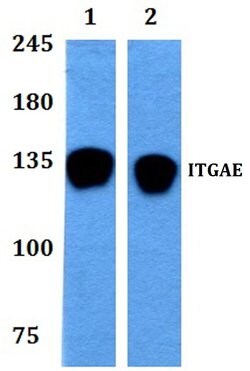 Invitrogen CD103 Polyclonal Antibody 100 &mu;L; Unconjugated:Antibodies,